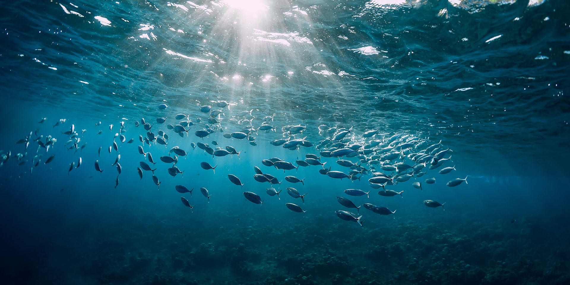 Featured image for “The FoodPrint of Wild Seafood”