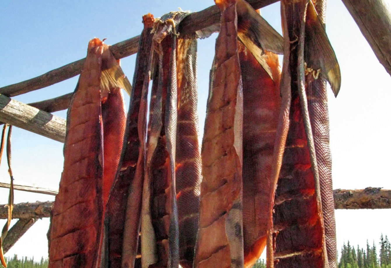 Several large, red salmon fillets hanging on a wooden drying rack beside a river in Alaska.