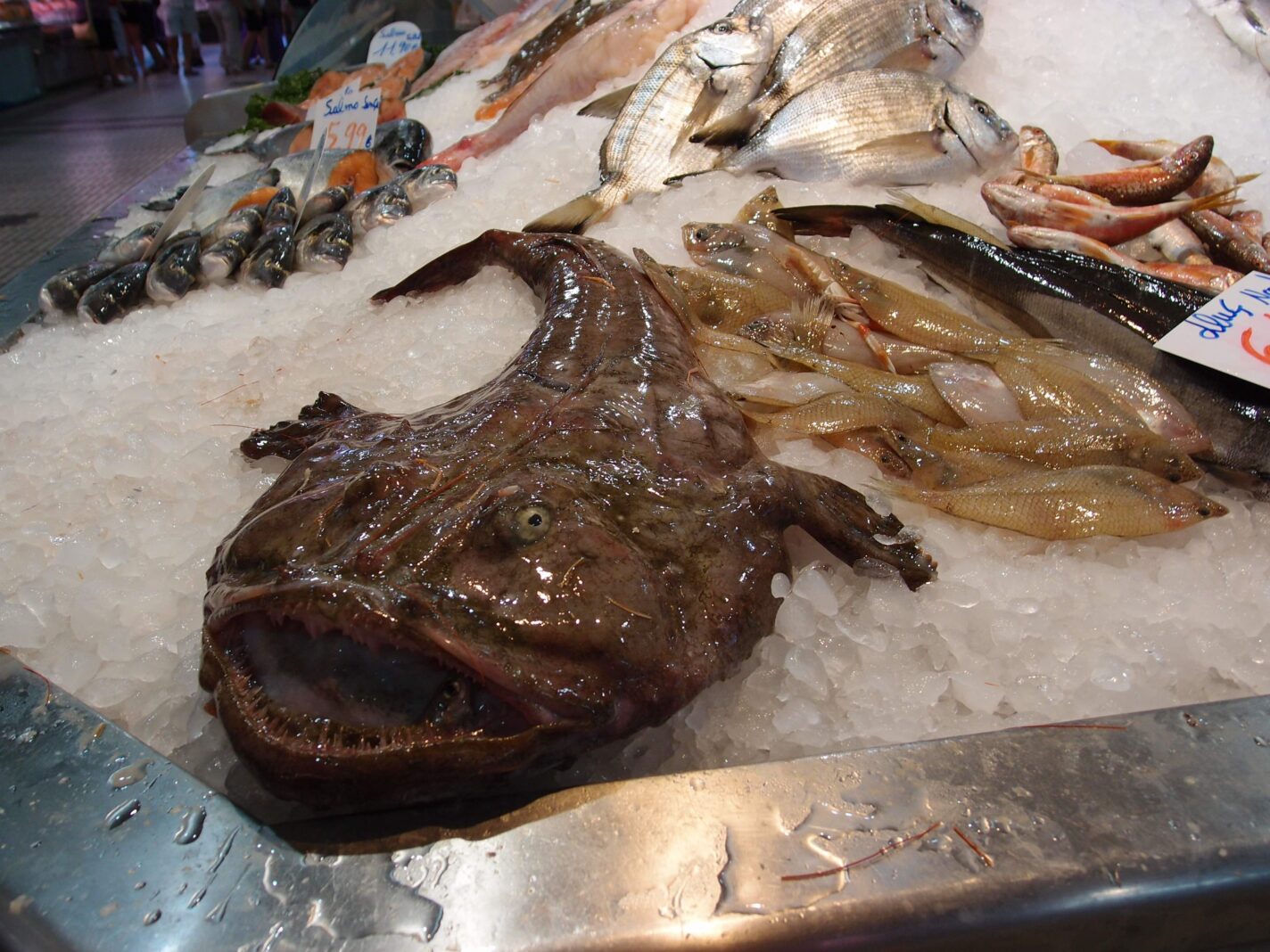 A slimy, brown monkfish on ice at a fish market bares its sharp teeth. Various other fish can be seen in the background.