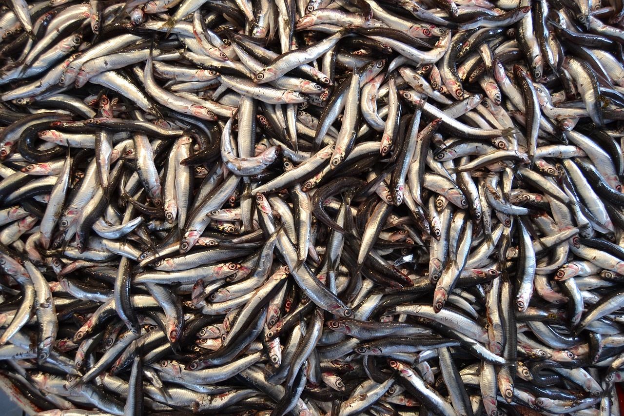Hundreds of anchovies lie in a pile