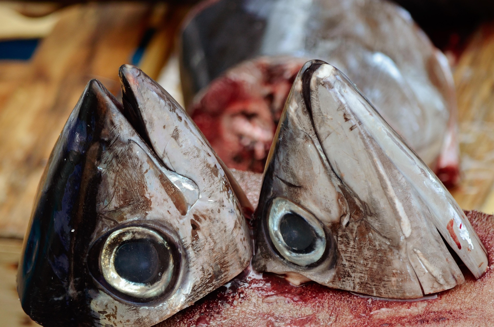 Featured image for “Judge Halts Blanket Approval for Gulf Fish Farms Off Sarasota Coast”