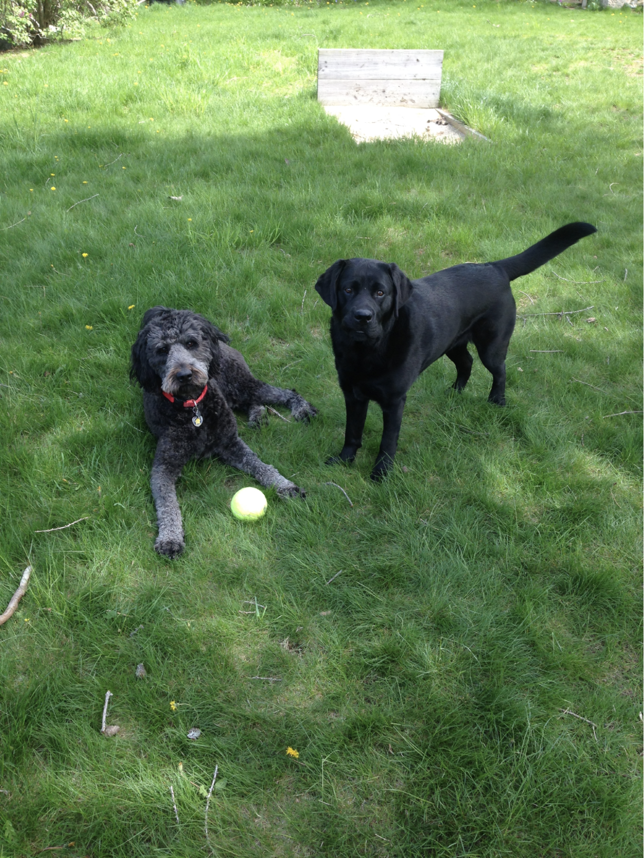 Bruschi & Ollie medium