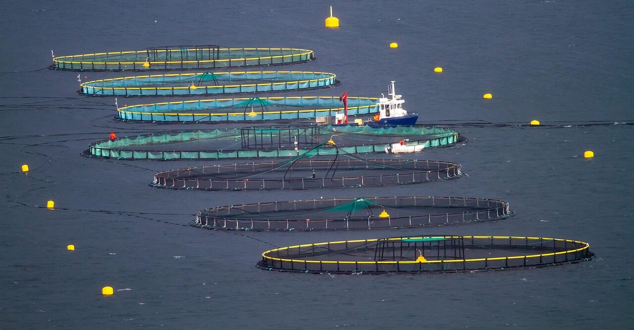 A series of net pens in the ocean